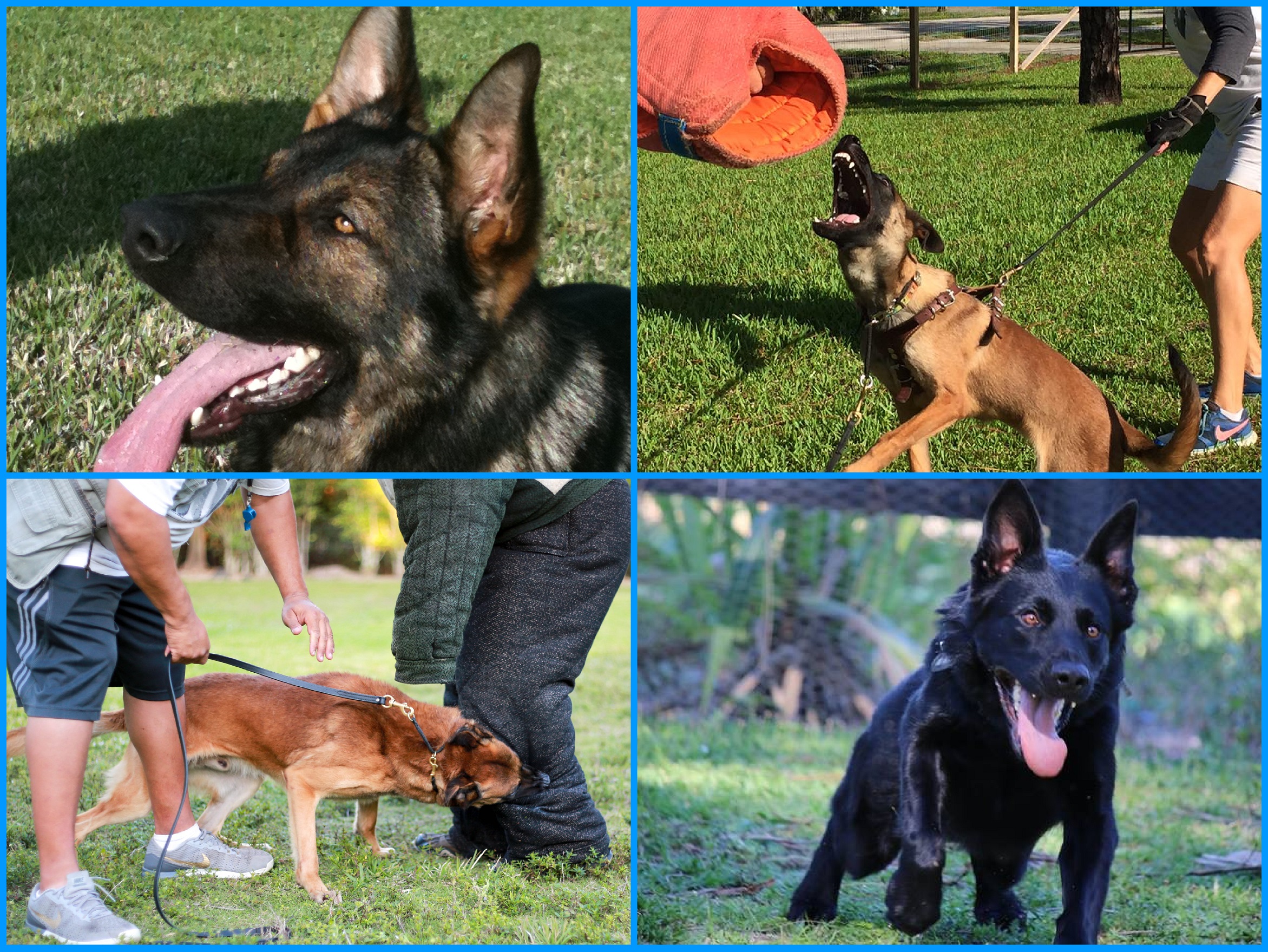 Protection Training