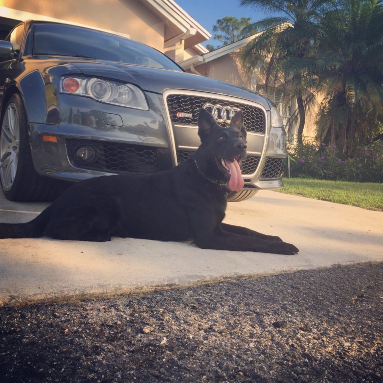 Protection trained dog in residential setting