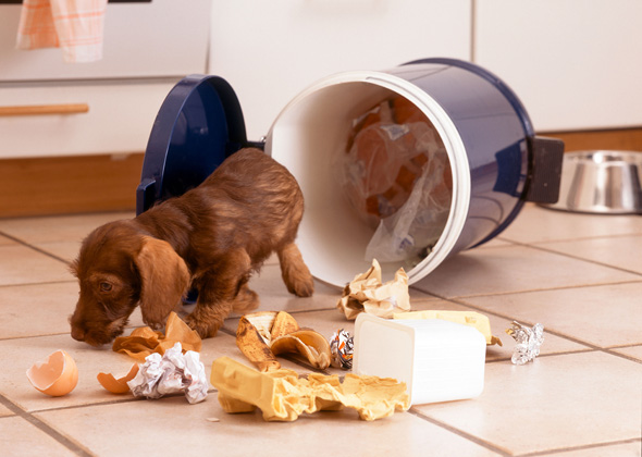 Puppy Camp