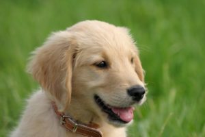 Happy puppy eating Life's Abundance food